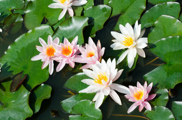 lotus flower background