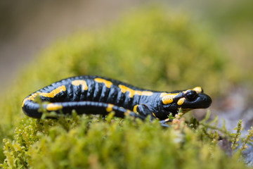 Feuersalamander, Fire salamander, Salamandra salamandra