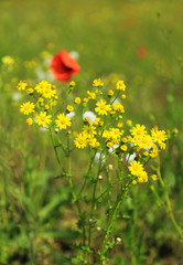 Beautiful daisy flowers in the field
