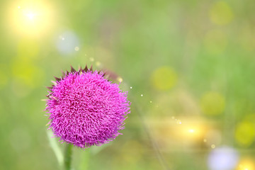 Beautiful thistle in the field