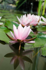 lotus flower background