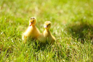 Little cute ducklings on green grass, outdoors