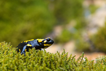 Feuersalamander, Fire salamander, Salamandra salamandra