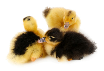 Little cute ducklings isolated on white