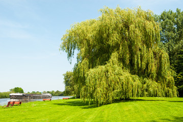 Trauerweide am Ufer der Weser