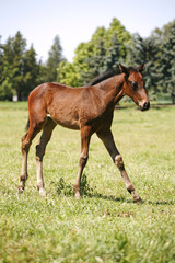Pretty foal stands in a summer paddock.