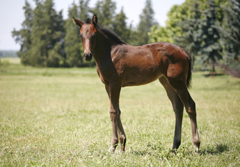 Pretty foal stands in a summer paddock