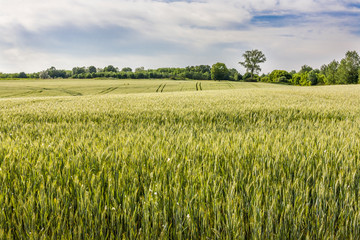 wheat field