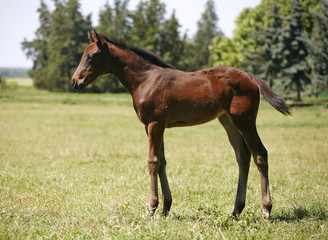 Pretty foal stands in a summer paddock
