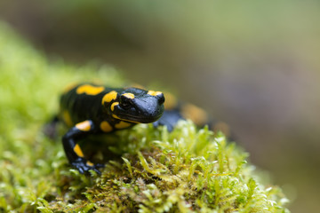 Feuersalamander, Fire salamander, Salamandra salamandra