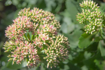 Showy stonecrop flowers