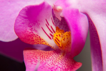 Obraz na płótnie Canvas Orchid