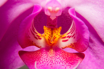 Orchid