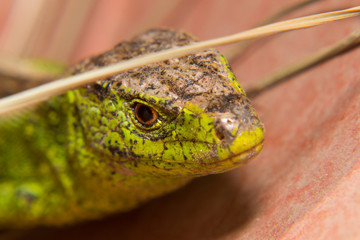 Head