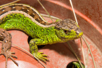 Lizard