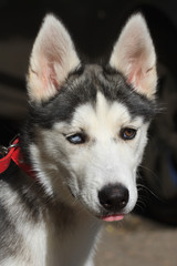 female husky puppy with colored eyes closeup