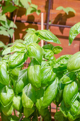 Basil on garden
