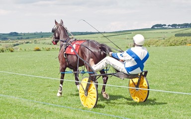 Trotting Race Synod Inn Cardigion
