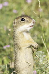 European Ground Squirrel (Spermophilus citellus)