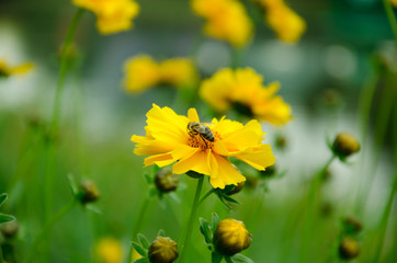 Bee on yellow flower