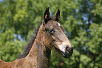 Portrait of a pretty foal in summer pasture