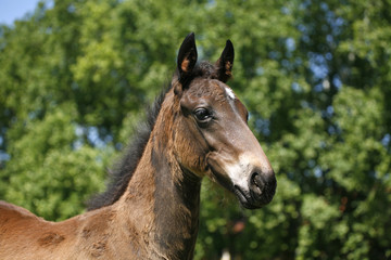 Portrait of a pretty foal in summer pasture.
