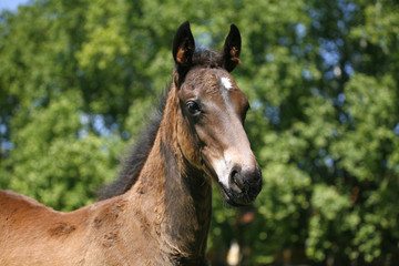 Head-shot of a chetsnut foal
