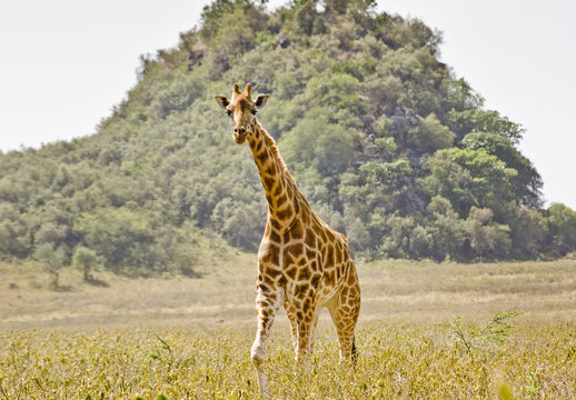 Fototapeta Giraffe (Giraffa camelopardalis)