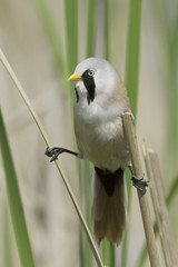a male of bearded tit in natural habitat / Panurus biarmicus