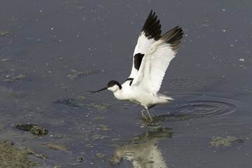 Pied avocet - Recurvirostra avosetta, in natural habitat