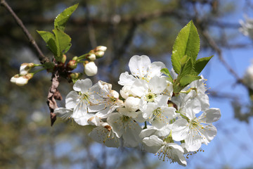 Cerisier en fleur