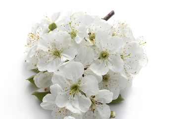 Fototapeta premium Kwiat wiśni