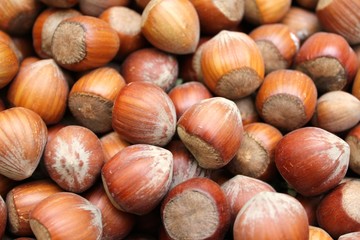 Haselnüsse (Corylus avellana)