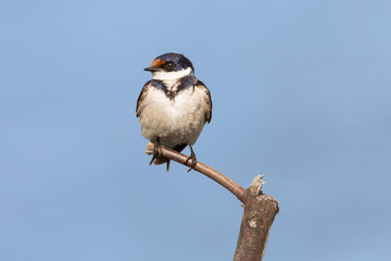 Close-up of a white-throated swallow sitting on wood perch