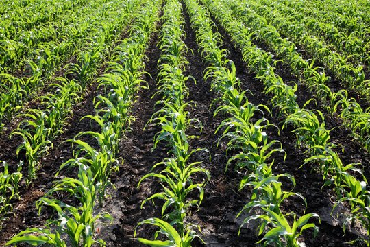 Corn Rows Tamplet Corn Field Rows