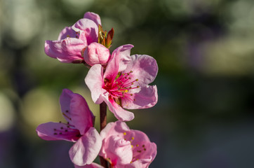 Fototapeta na wymiar closeup photo of the apple tree flowers