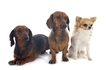 dachshund dogs and chihuahua