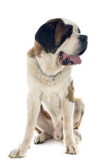 Obraz premium saint bernard
