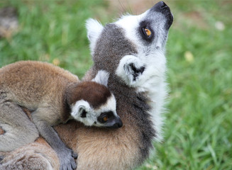 Closeup of ring-tailed Lemur Catta with baby