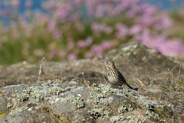 Anthus pratensis - Pipit farlouse - Meadow pipit