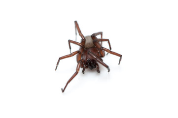 hairy spider