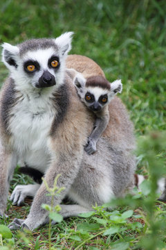 Ring-tailed Lemur Catta with baby