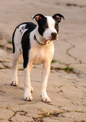 Interested Dog