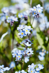 Forget-me-not flowers