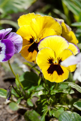 viola flowers
