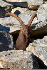 Steinbock im Fels