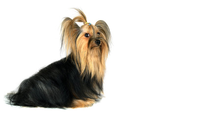 yorkshire terrier isolated on white