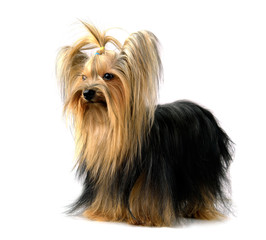 yorkshire terrier isolated on white