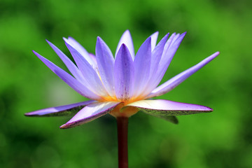 water lily flower