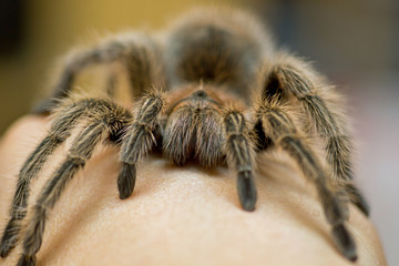 Grammostola rosea
